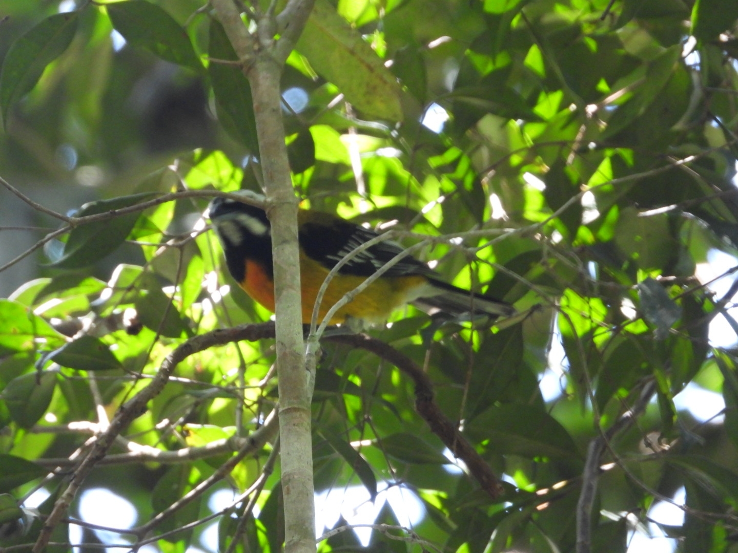 Jamaican Spindalis (Spindalis nigricephala), photo 8