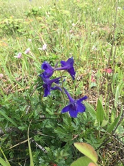 Delphinium menziesii