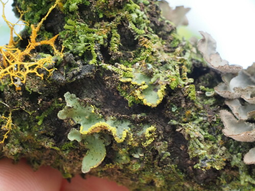 Lobaria, 2024-06-07
