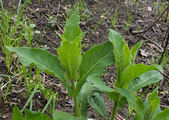 Triosteum perfoliatum
