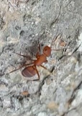Camponotus rectangularis