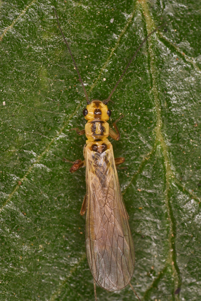 Cascadoperla