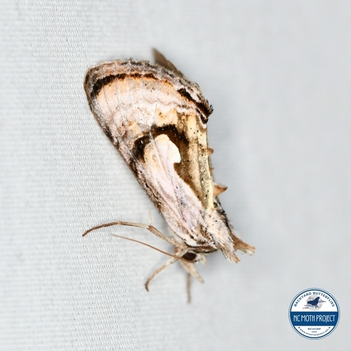Formosa Looper Moth photo 3