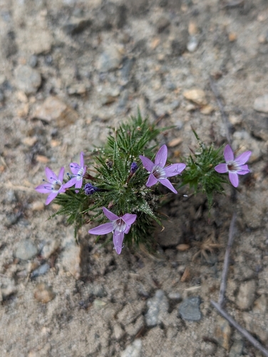 Image of Navarretia hamata by (c) Aiver, some rights reserved (CC BY)