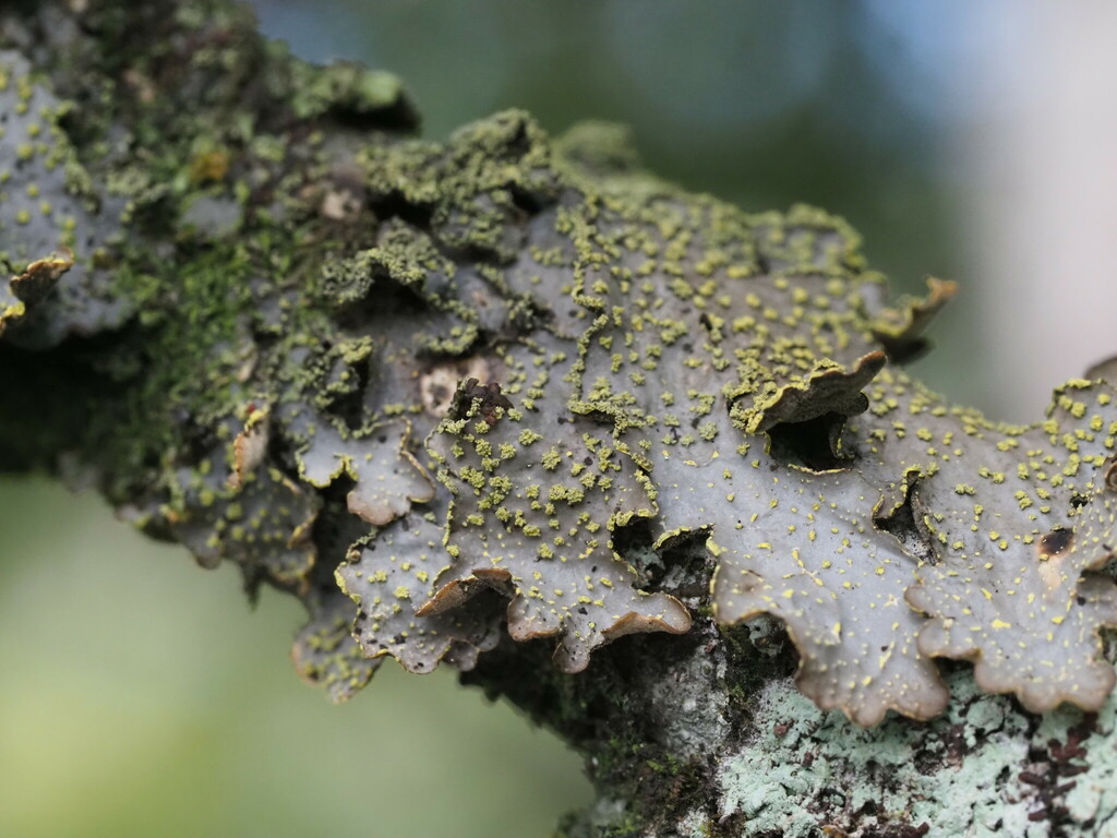 Pseudocyphellaria pomaikaiana