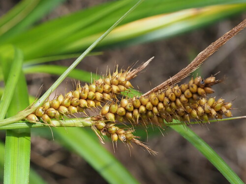 Image of Carex wahuensis by (c) Kevin Faccenda, some rights reserved (CC BY)
