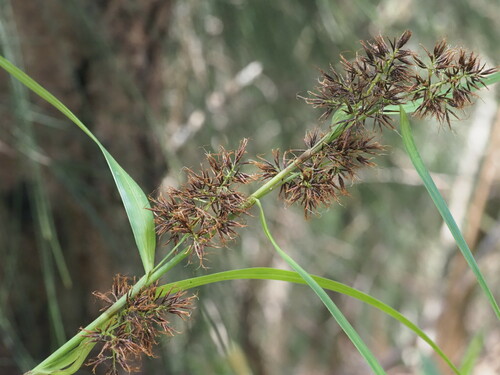 Image of Rhynchospora sclerioides by (c) Kevin Faccenda, some rights reserved (CC BY)