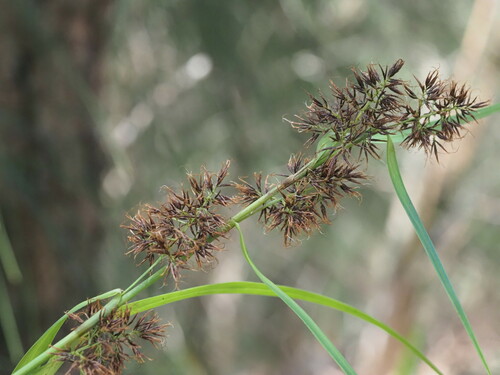 Image of Rhynchospora sclerioides by (c) Kevin Faccenda, some rights reserved (CC BY)