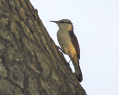 Campylorhynchus griseus