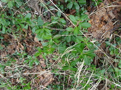 Vaccinium vitis-idaea