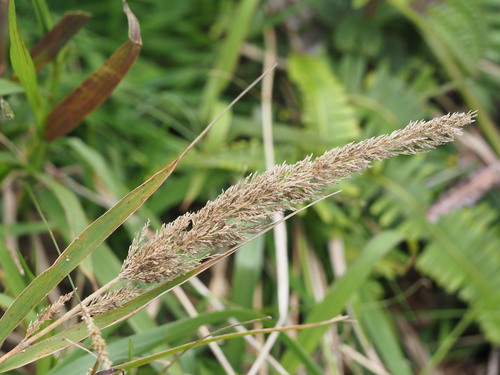 Image of Eragrostis variabilis by (c) Kevin Faccenda, some rights reserved (CC BY)