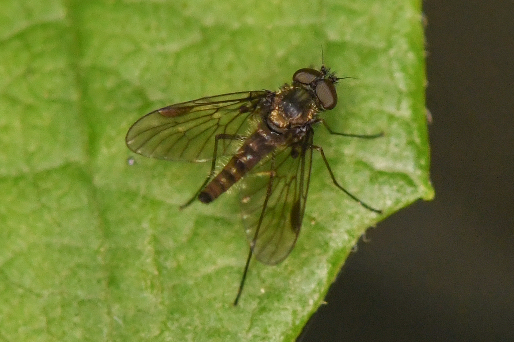 Chrysopilus tomentosus