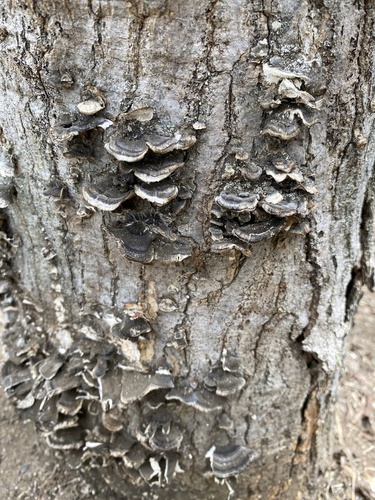Trametes versicolor