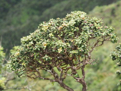 Image of Metrosideros rugosa by (c) Kevin Faccenda, some rights reserved (CC BY)