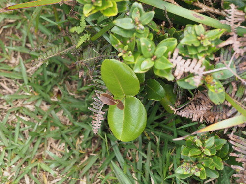 Melicope rotundifolia observed 2024-06-07