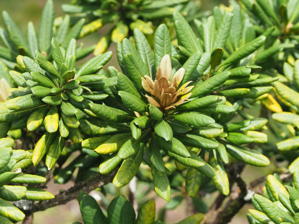 Pittosporum confertiflorum; photograph (c) Kevin Faccenda, some rights reserved (CC BY)