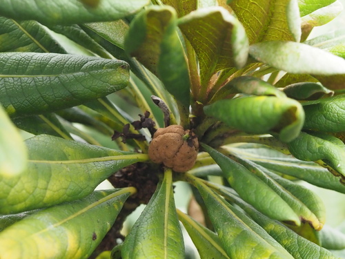 Pittosporum confertiflorum, photograph 3