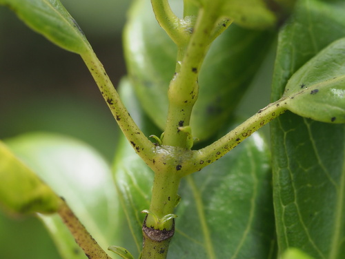 Geniostoma tinifolium