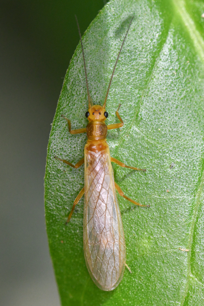 Yakima Springfly