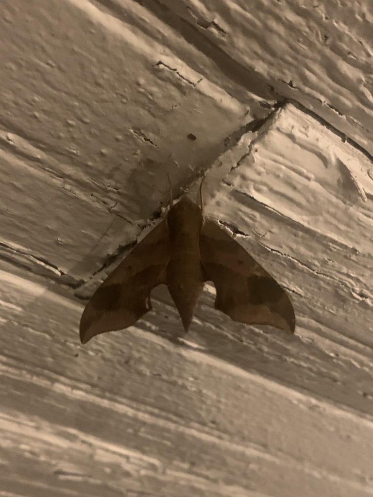 Virginia Creeper Sphinx from Butler Mill Rd, Woodville, AL, US on June