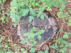 Toxicodendron pubescens