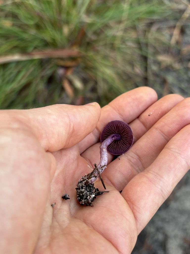 Webcaps from Explosives Reserve, Castle Cove, NSW, AU on June 7, 2024 ...