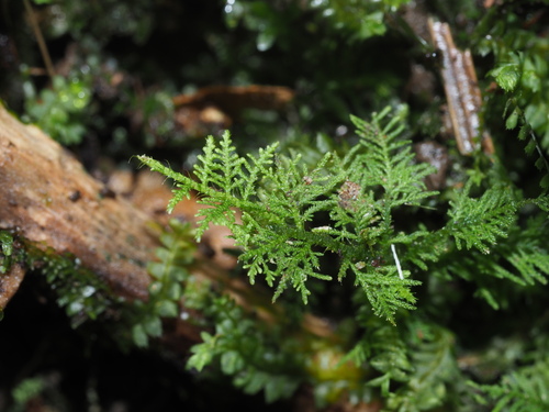 Thuidium cymbifolium