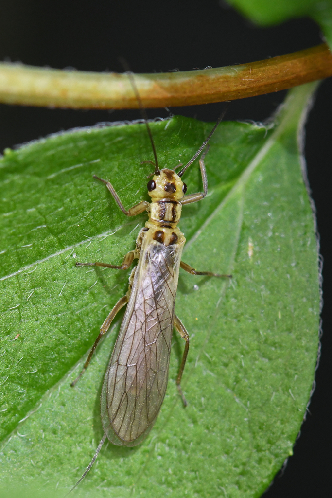 Cascades Stripetail