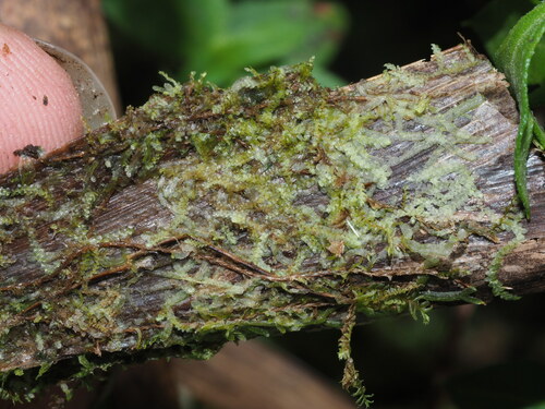 Lejeunea adpressa