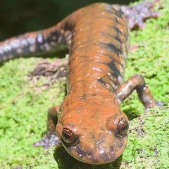 Plethodon petraeus