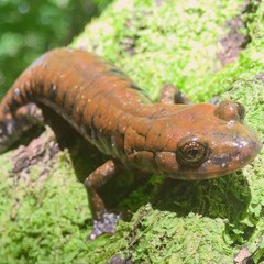 Plethodon petraeus