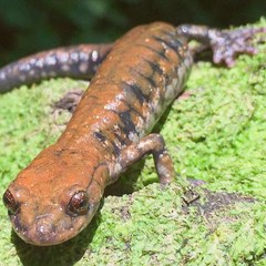 Plethodon petraeus