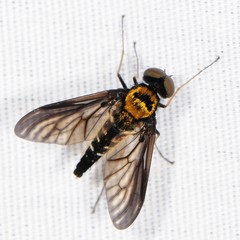 Chrysopilus thoracicus