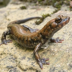 Plethodon petraeus