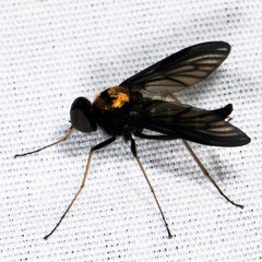 Chrysopilus thoracicus