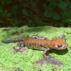 Plethodon petraeus