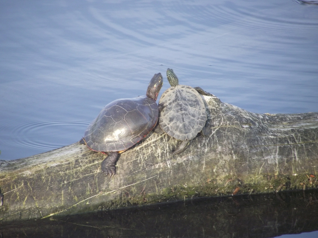 midland-painted-turtle-from-cataraqui-st-kingston-on-ca-on-may-14