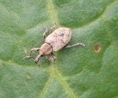 Hypera rumicis
