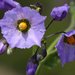 Purple Nightshade - Photo (c) David Hofmann, some rights reserved (CC BY-NC-ND)