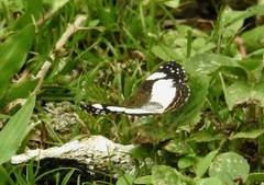 Janatella leucodesma