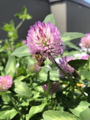Apis mellifera