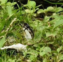 Janatella leucodesma