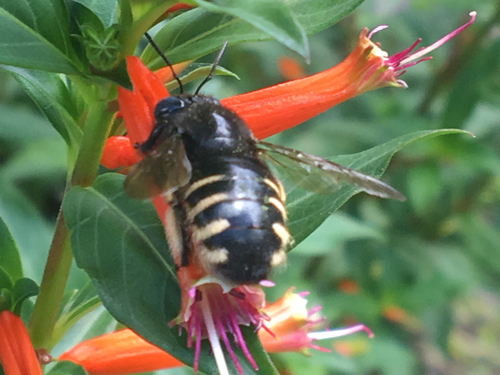 Horse-fly Carpenter Bee