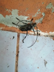 Susuacanga stigmatica