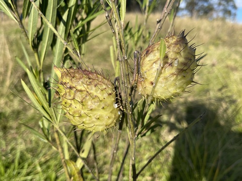 Gomphocarpus fruticosus × physocarpus