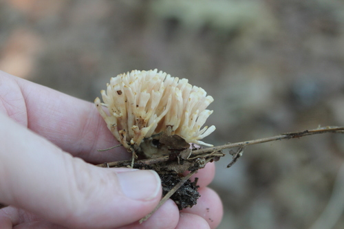 jellied false coral fungus