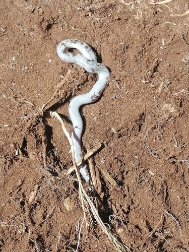 Delalande's Beaked Blind Snake