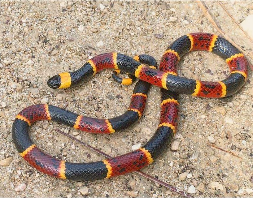 Eastern Coralsnake (Micrurus fulvius) · iNaturalist