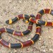 Coralsnakes - Photo (c) Tristan Clark, some rights reserved (CC BY-NC), uploaded by Tristan Clark