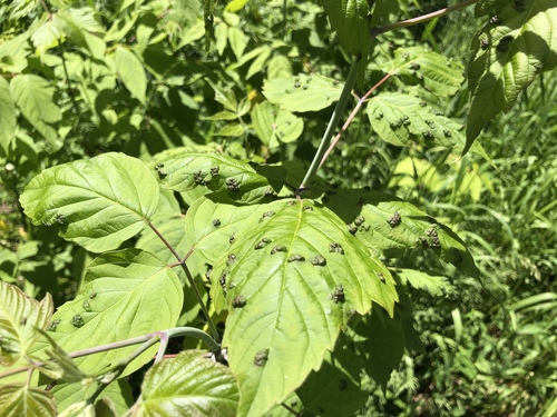 box elder pouch gall mite